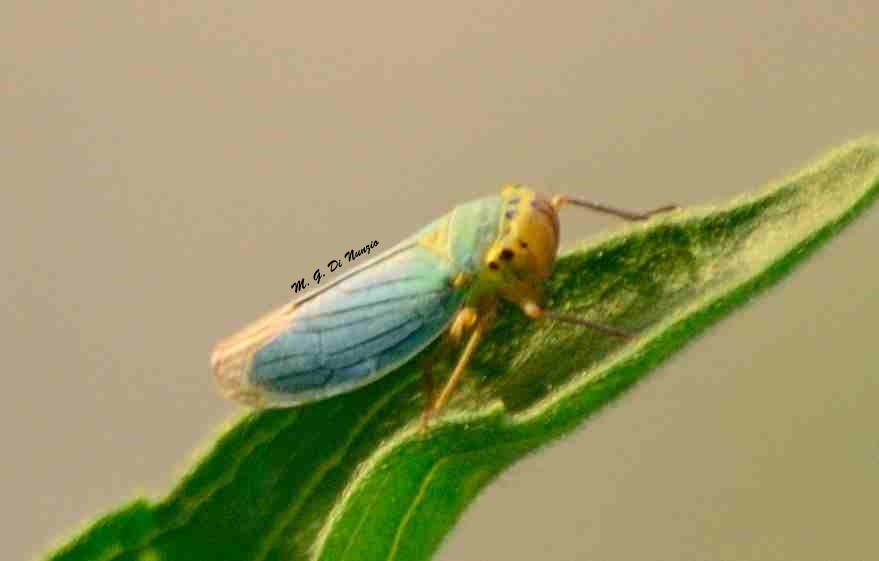 Cosa ? Cicadella viridis